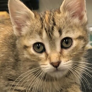 Team Page: Team Secret Squirrel